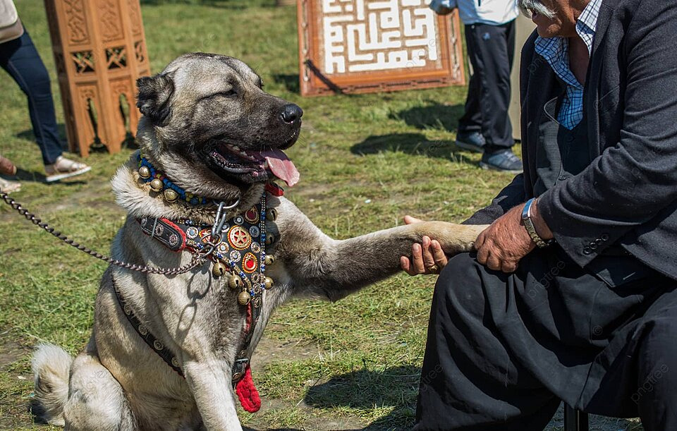 pngtree-kangal-a-turkish-breed-of-shepherd-dog-employed-as-a-guard-dog-photo-image_27380474