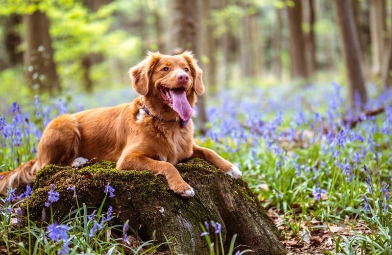 vakantiehuis-met-hond