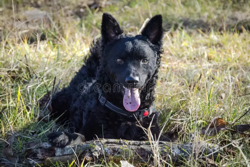 zwarte-hond-kroatische-herder-ringo-110058446