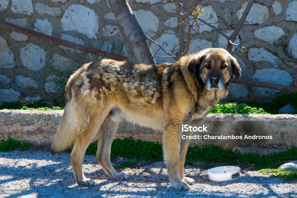 Old greek sheepdog